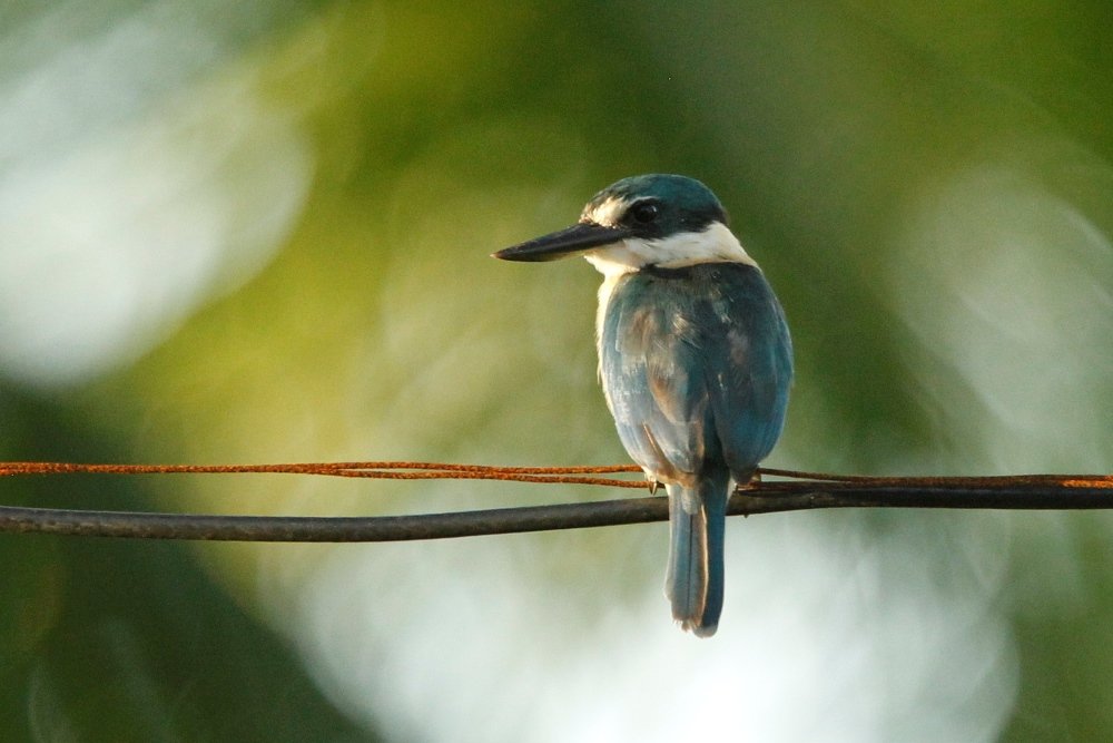 samoa-birds-in-backyards